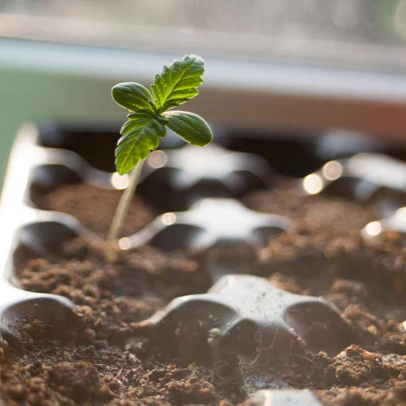 Planting Seeds
