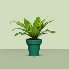 Jardiniere Home Living Drawing Lawn Plant Holder Pot (Medium)