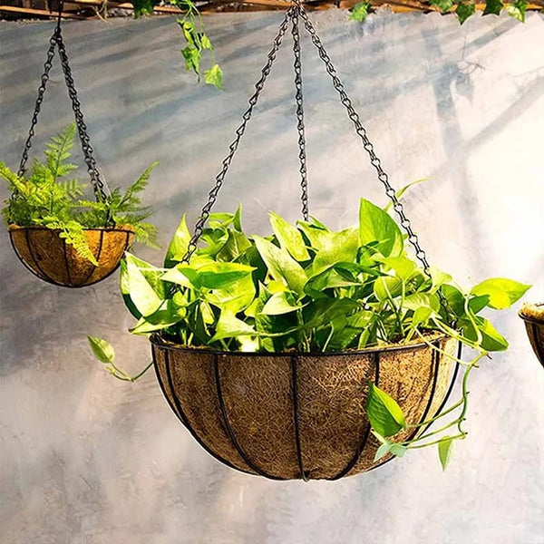 Money Plant Coconut Hanging Basket Decor - waseeh.com