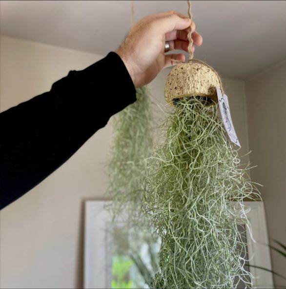 Air Plant Earthen Decor | Furniture | Waseeh Pakistan