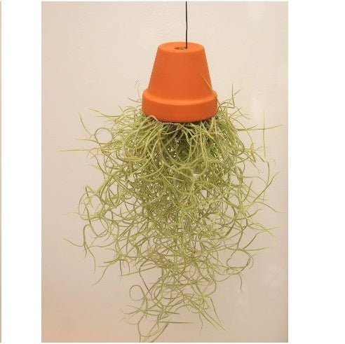 Air Plant Earthen Decor | Furniture | Waseeh Pakistan