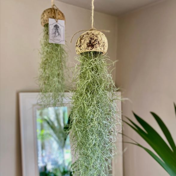 Air Plant Earthen Decor | Furniture | Waseeh Pakistan