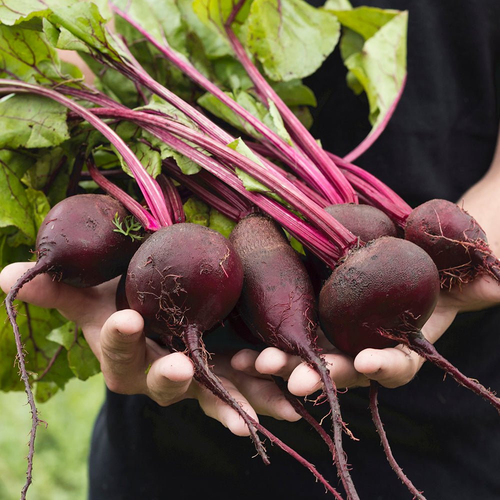 Beetroot Microgreen Seeds | Home Décor | Waseeh Pakistan