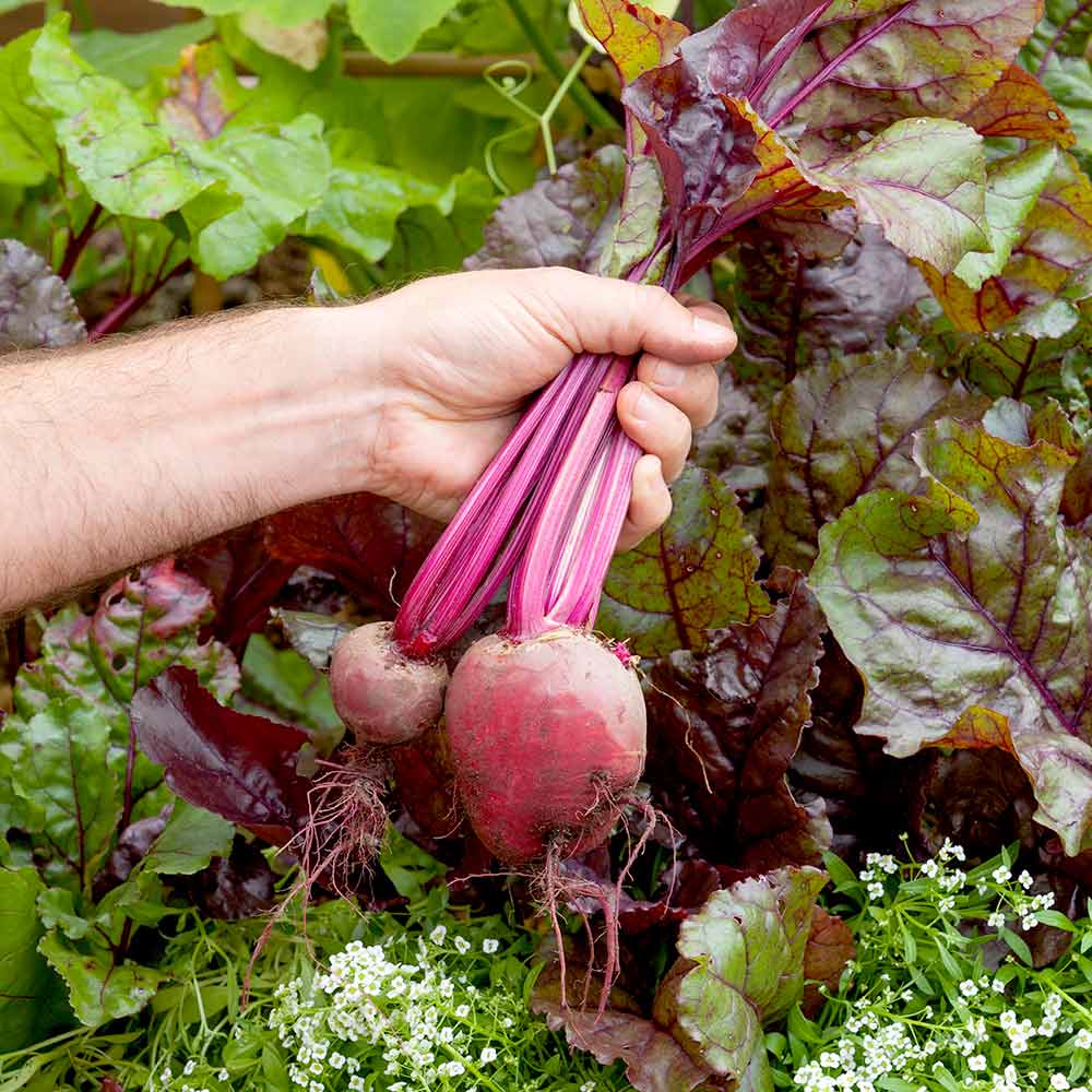 Beetroot Microgreen Seeds | Home Décor | Waseeh Pakistan