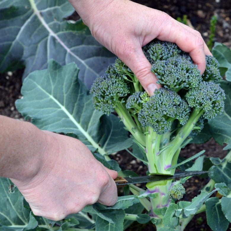 Broccoli Seeds Packet | Home Décor | Waseeh Pakistan
