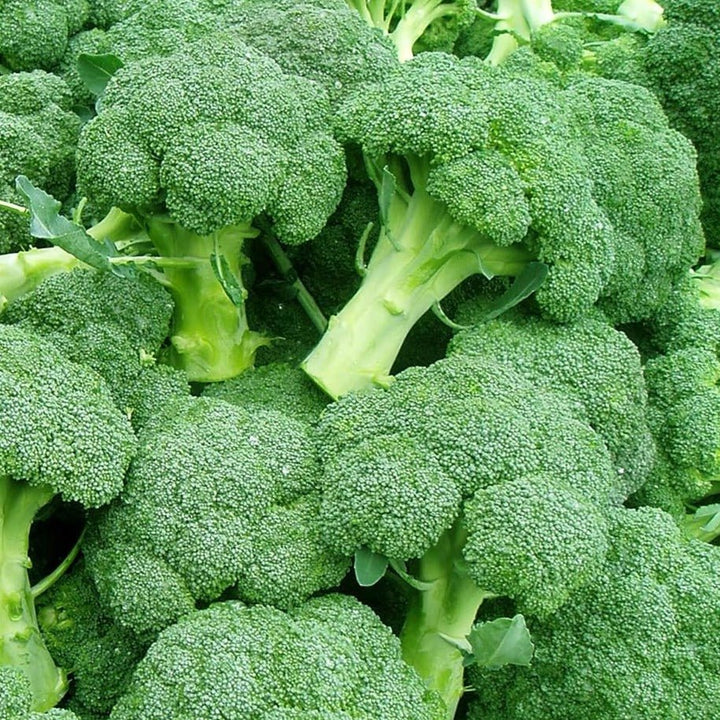 Broccoli Seeds Packet | Home Décor | Waseeh Pakistan