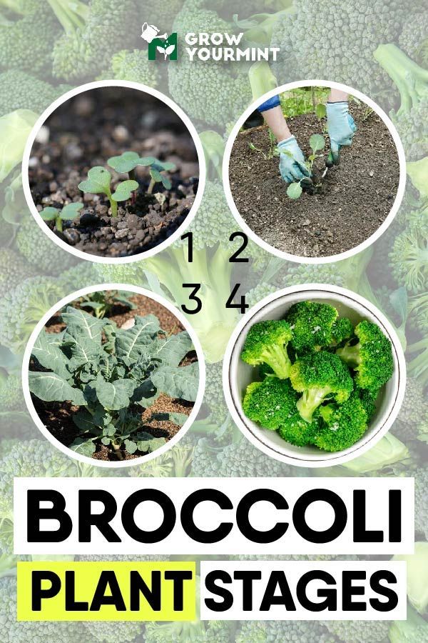 Broccoli Seeds Packet | Home Décor | Waseeh Pakistan