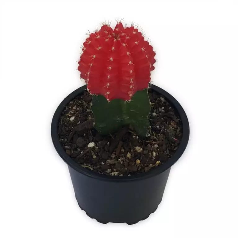 Cactus Original Plant Decor | Furniture | Waseeh Pakistan