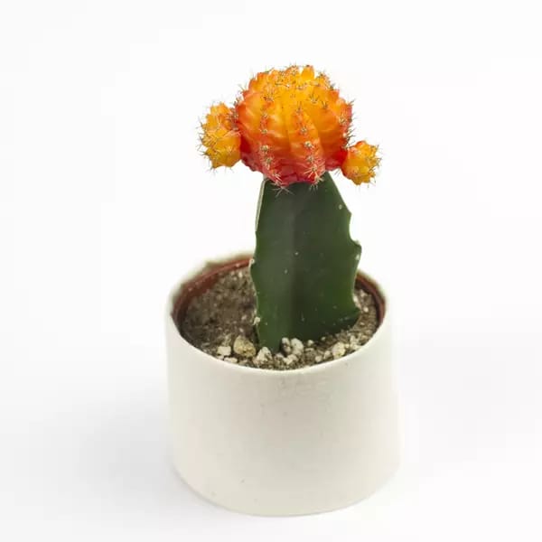 Cactus Original Plant Decor | Furniture | Waseeh Pakistan