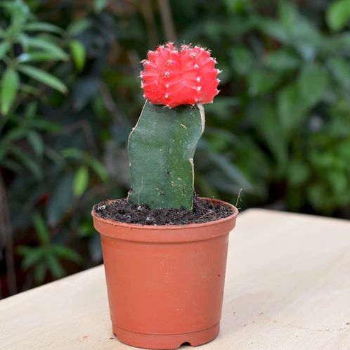Cactus Original Plant Decor | Furniture | Waseeh Pakistan