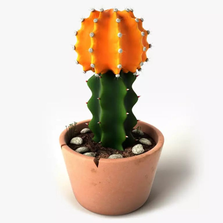 Cactus Original Plant Decor | Furniture | Waseeh Pakistan