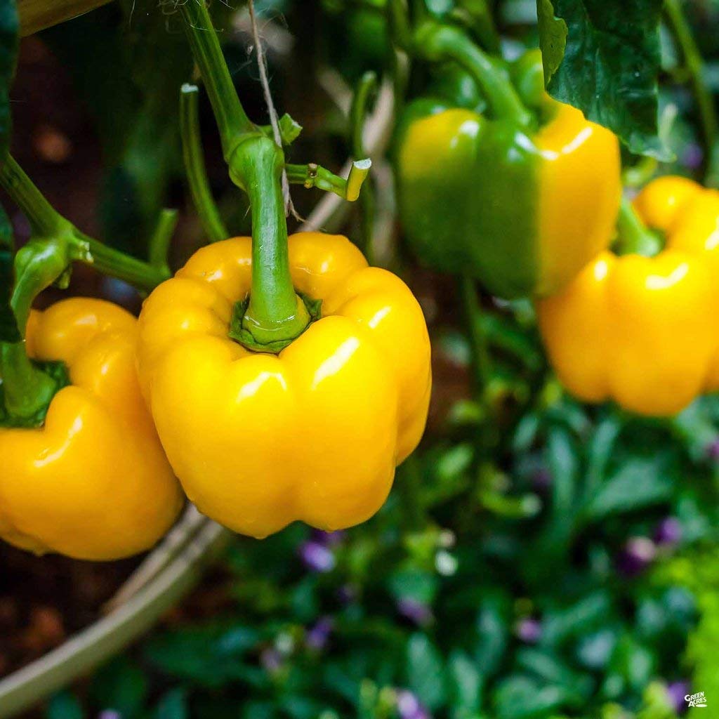 Capsicum Yellow F-1 Seeds | Home Décor | Waseeh Pakistan