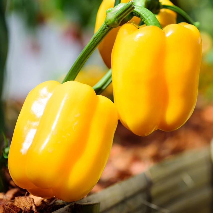 Capsicum Yellow F-1 Seeds | Home Décor | Waseeh Pakistan
