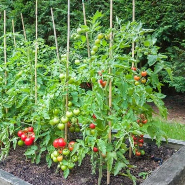 Cheery Tomato Seeds Packet | Home Décor | Waseeh Pakistan