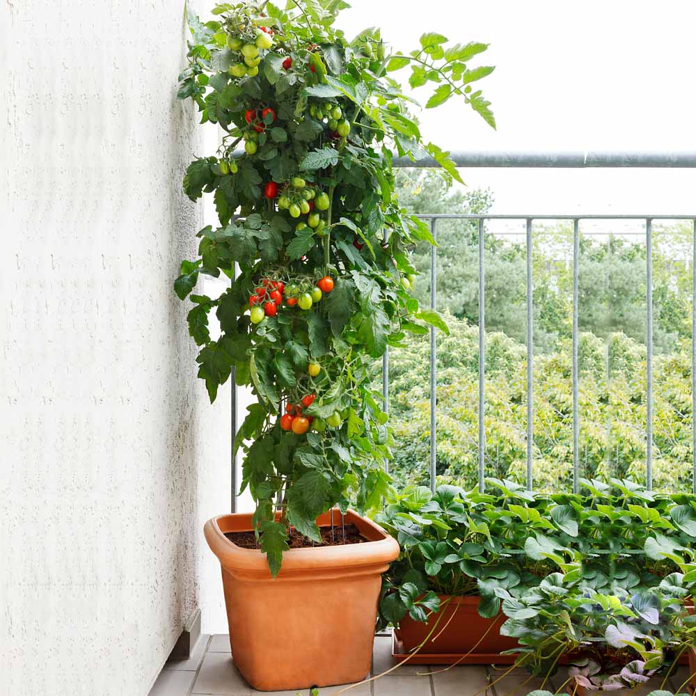 Cheery Tomato Seeds Packet | Home Décor | Waseeh Pakistan