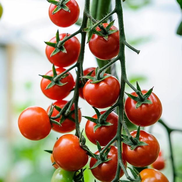 Cheery Tomato Seeds Packet | Home Décor | Waseeh Pakistan