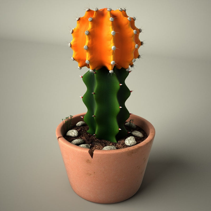 Cactus Original Plant Decor - waseeh.com