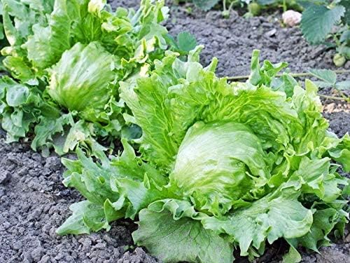 Iceberg Lettuce Seeds | Home Décor | Waseeh Pakistan