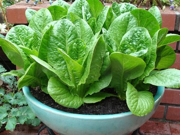Iceberg Lettuce Seeds | Home Décor | Waseeh Pakistan