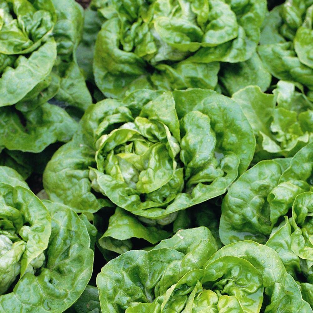 Iceberg Lettuce Seeds | Home Décor | Waseeh Pakistan