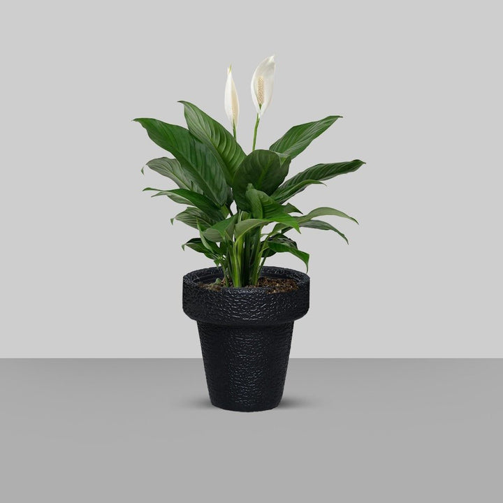 Jardiniere Home Living Drawing Lawn Plant Holder Pot (Extra Large) | Home Décor | Waseeh Pakistan