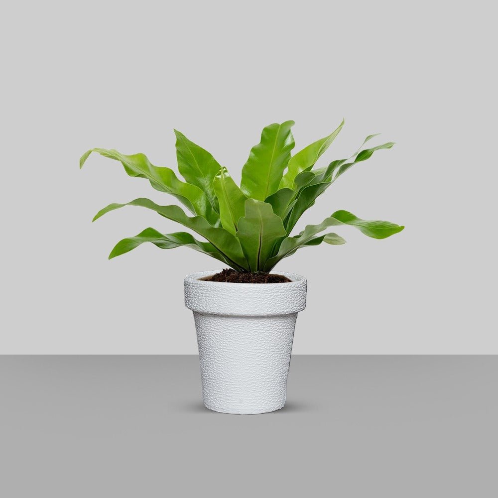 Jardiniere Home Living Drawing Lawn Plant Holder Pot (Extra Large) | Home Décor | Waseeh Pakistan