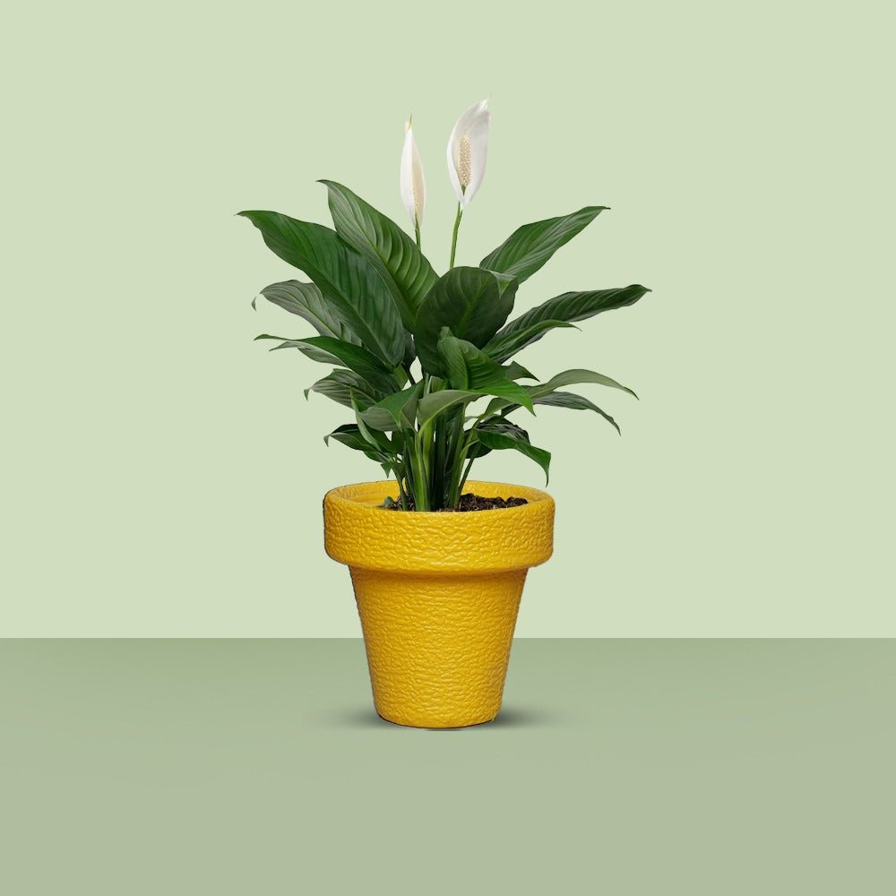 Jardiniere Home Living Drawing Lawn Plant Holder Pot (Extra Large) | Home Décor | Waseeh Pakistan