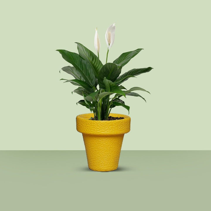 Jardiniere Home Living Drawing Lawn Plant Holder Pot (Extra Large) | Home Décor | Waseeh Pakistan