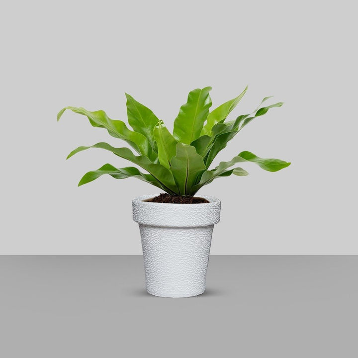 Jardiniere Home Living Drawing Lawn Plant Holder Pot (Large) | Home Décor | Waseeh Pakistan