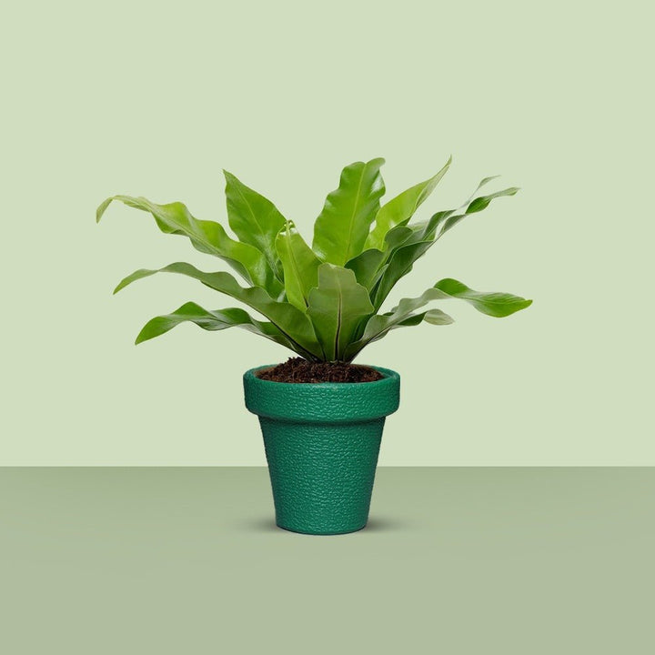 Jardiniere Home Living Drawing Lawn Plant Holder Pot (Large) | Home Décor | Waseeh Pakistan