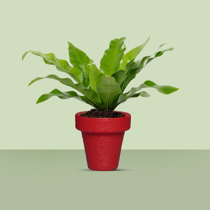 Jardiniere Home Living Drawing Lawn Plant Holder Pot (Large) | Home Décor | Waseeh Pakistan