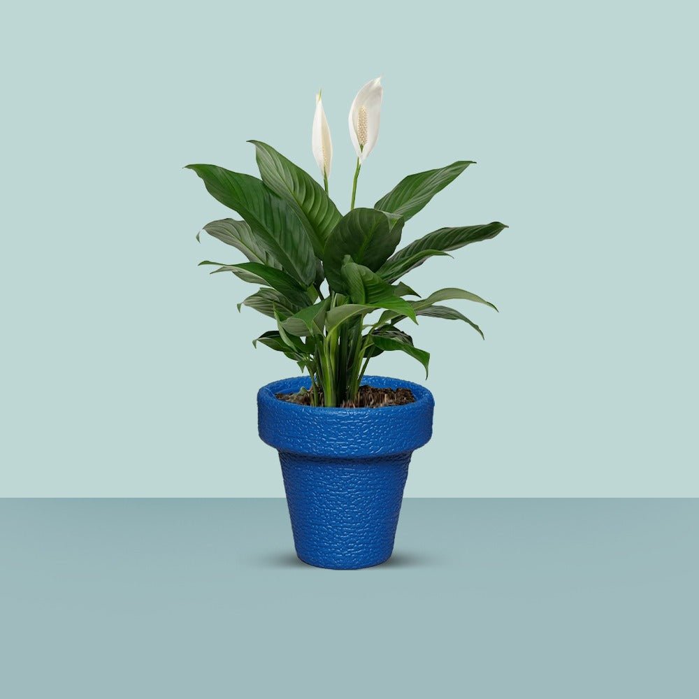 Jardiniere Home Living Drawing Lawn Plant Holder Pot (Small) | Home Décor | Waseeh Pakistan