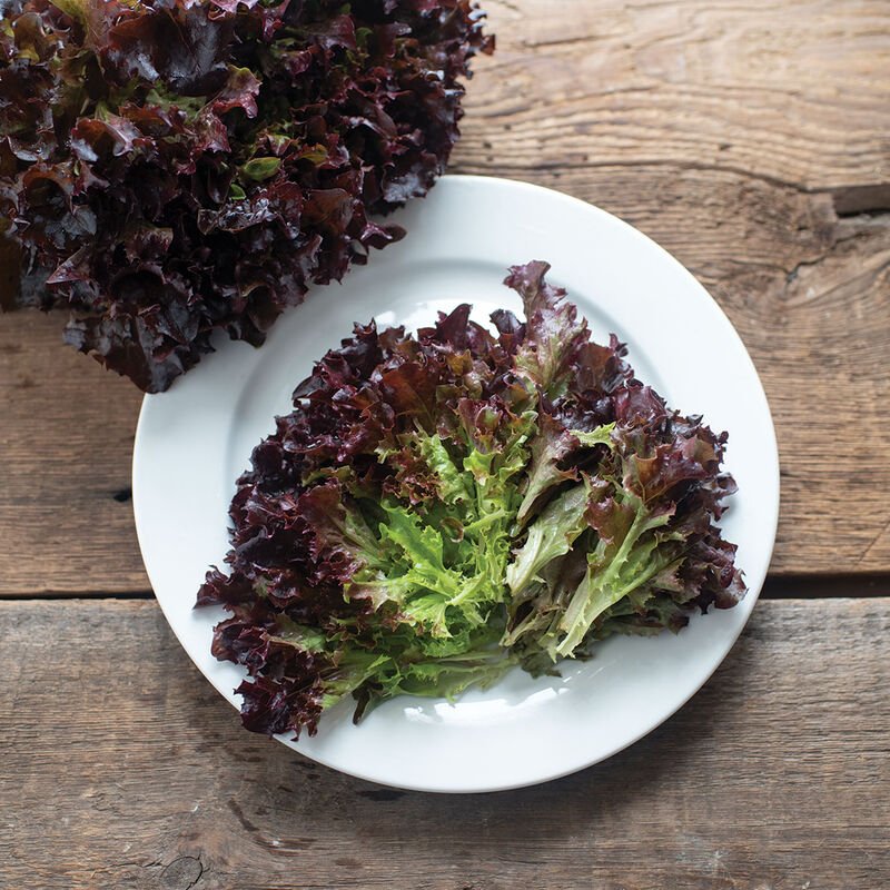 Lettuce Red Fire F-1 Seeds | Home Décor | Waseeh Pakistan