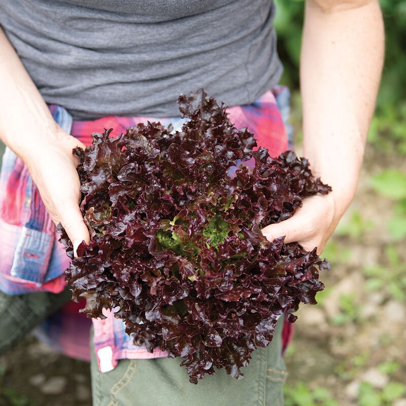 Lettuce Red Fire F-1 Seeds | Home Décor | Waseeh Pakistan