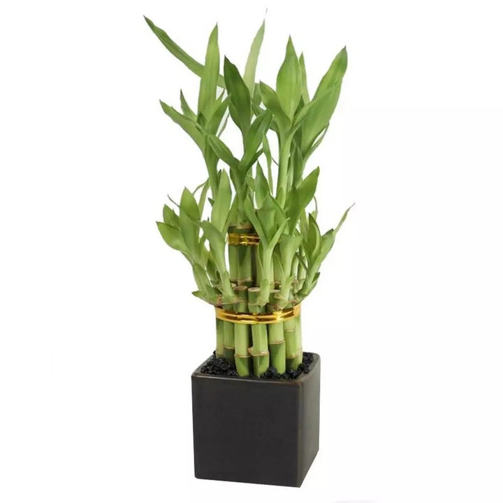 Lucky Bamboo Plant Decor | Home Décor | Waseeh Pakistan