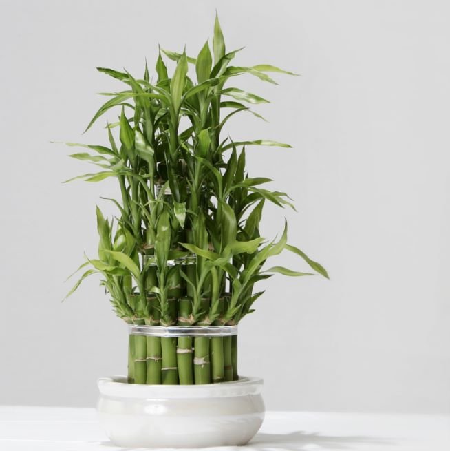 Lucky Bamboo Plant Decor | Home Décor | Waseeh Pakistan