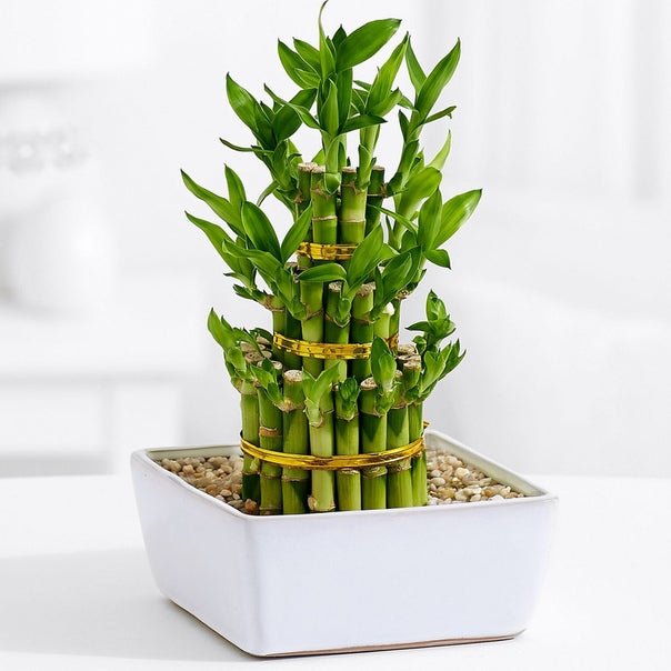 Lucky Bamboo Plant Decor | Home Décor | Waseeh Pakistan