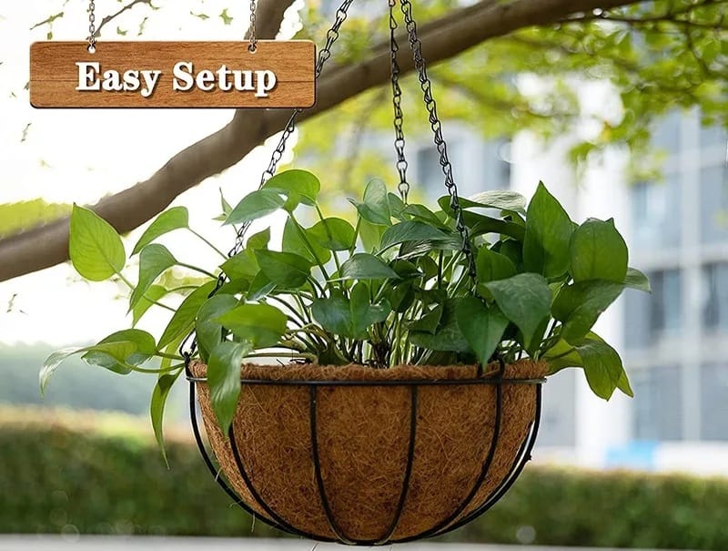 Money Plant Coconut Hanging Basket Decor | Furniture | Waseeh Pakistan