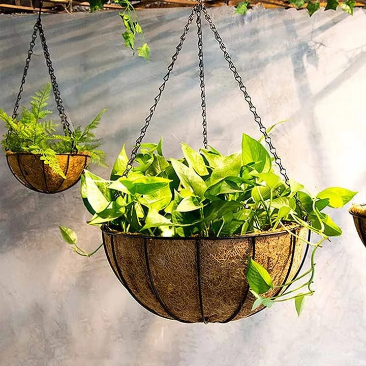 Money Plant Coconut Hanging Basket Decor | Furniture | Waseeh Pakistan