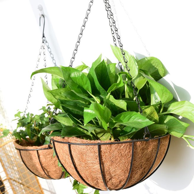 Money Plant Coconut Hanging Basket Decor | Furniture | Waseeh Pakistan