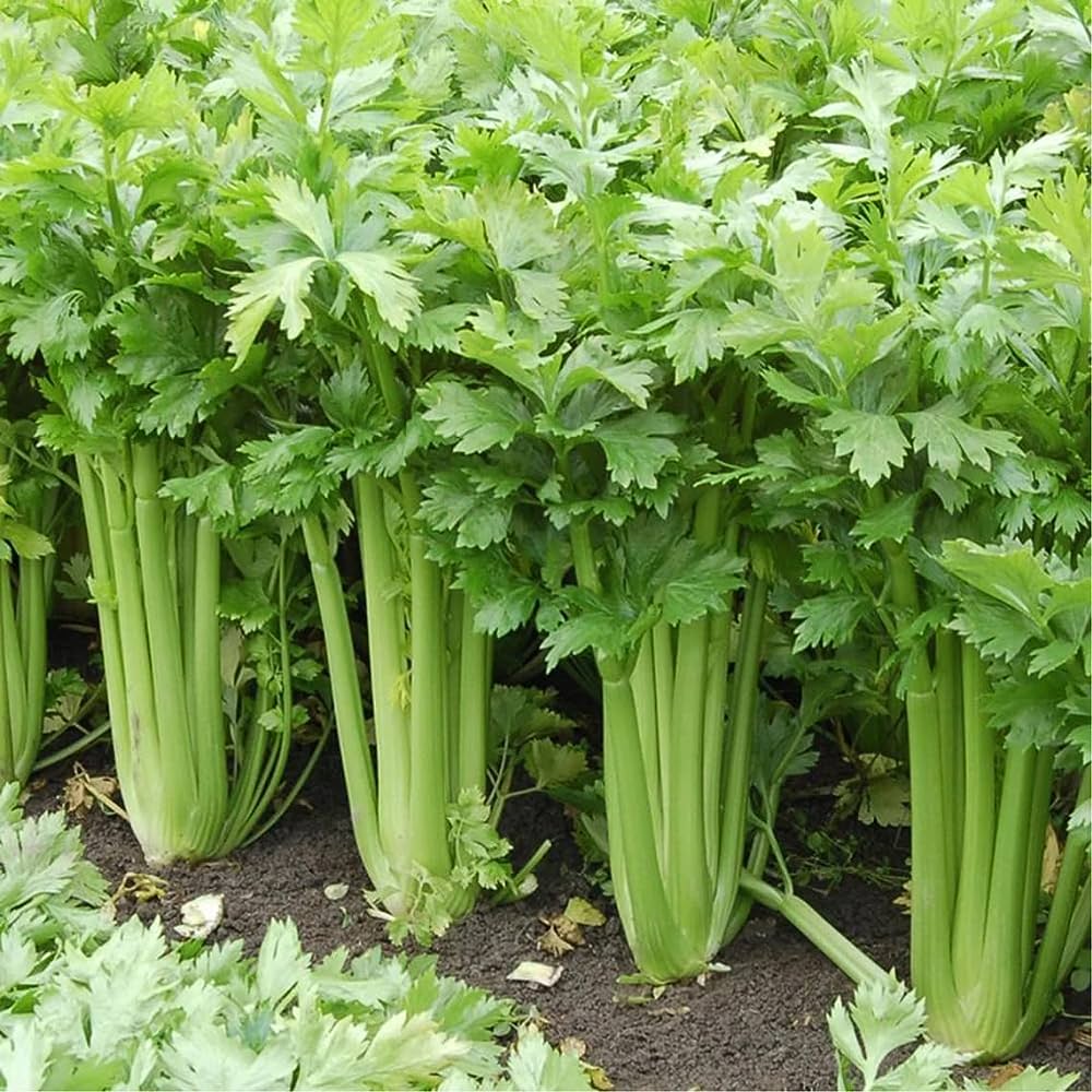 New Celery Seeds | Home Décor | Waseeh Pakistan