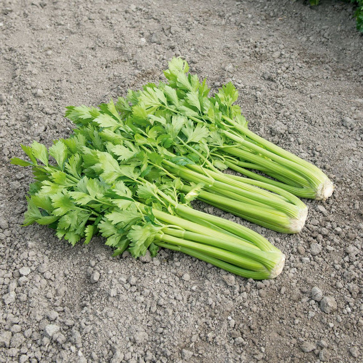 New Celery Seeds | Home Décor | Waseeh Pakistan