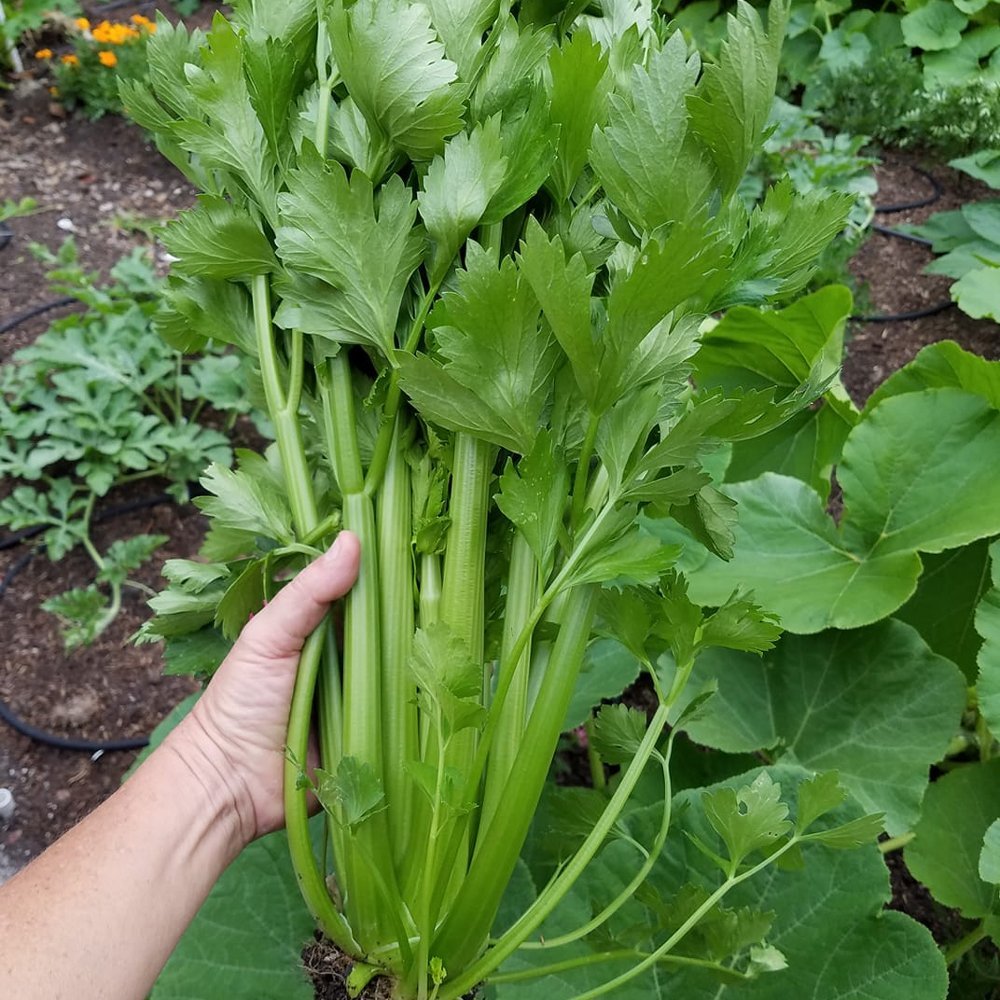 New Celery Seeds | Home Décor | Waseeh Pakistan