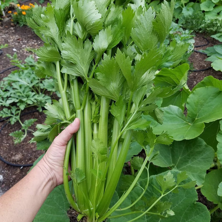 New Celery Seeds | Home Décor | Waseeh Pakistan