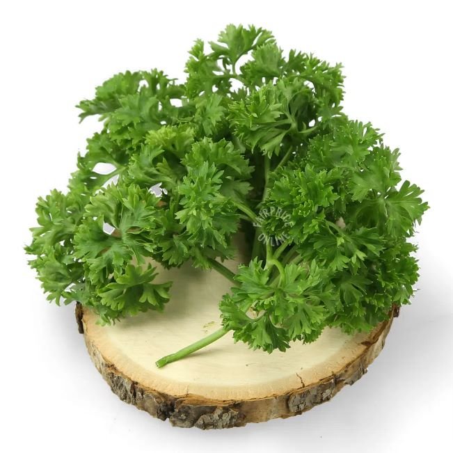 Parsley F1 Seeds | Home Décor | Waseeh Pakistan