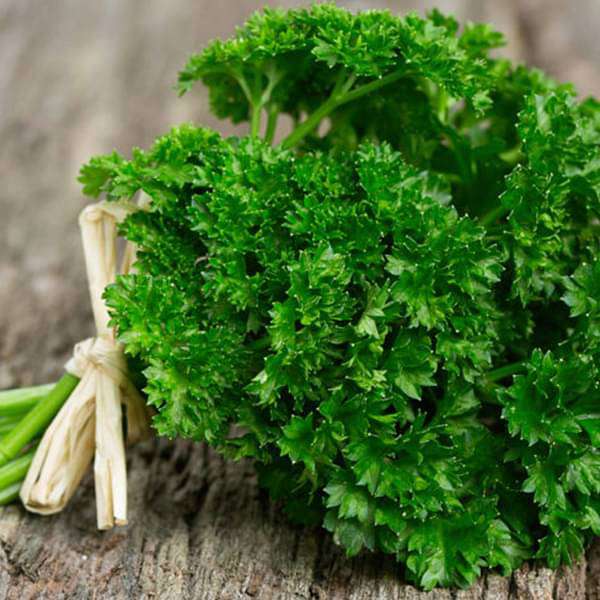 Parsley F1 Seeds | Home Décor | Waseeh Pakistan