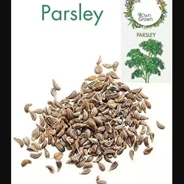 Parsley F1 Seeds | Home Décor | Waseeh Pakistan