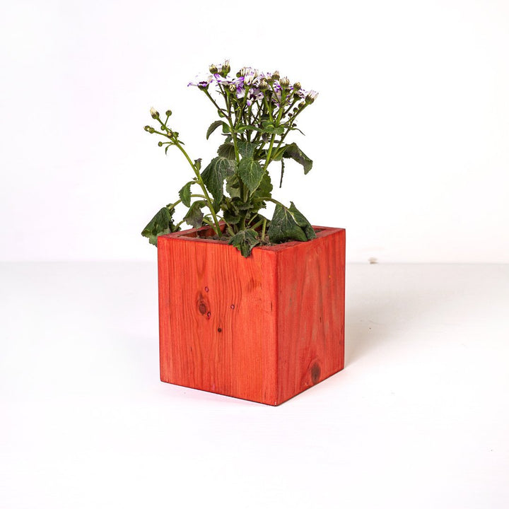 Planter Dixie | Not Sale FB | Waseeh Pakistan
