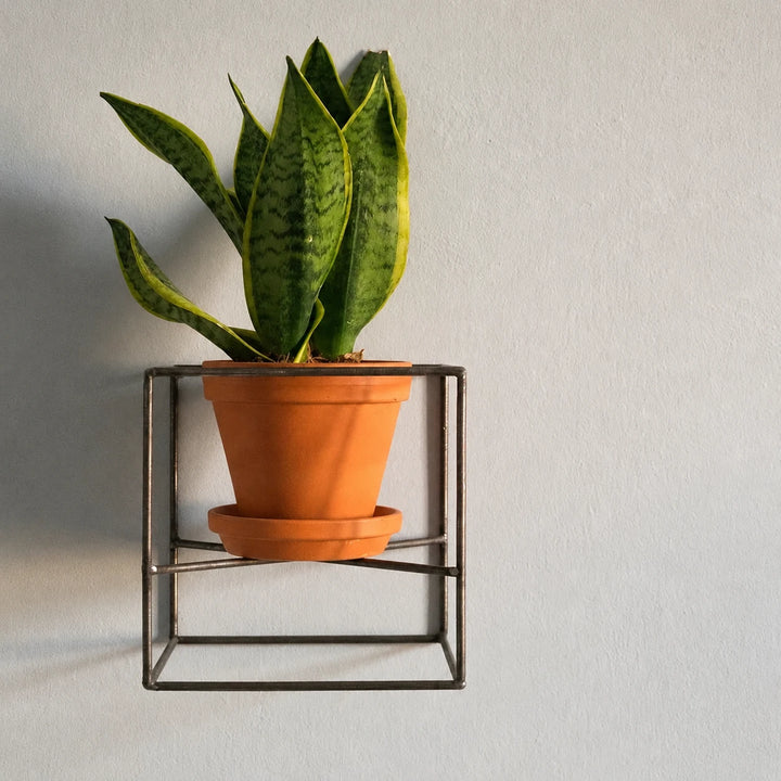 Sukudaa metal cube plant rack shown with a potted plant on a wall