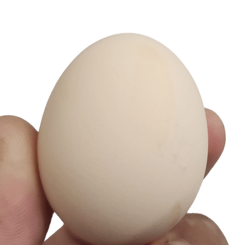 Waseeh Desi Table Eggs – Freshly Packed, Lahore Delivery | Waseeh Farm | Waseeh Pakistan